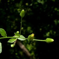 Pluchea paniculata (Willd.) Karthik. & Moorthy